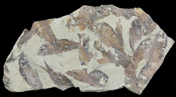 Fossil Fish (Gosiutichthys) Mortality Plate - Lake Gosiute #68419